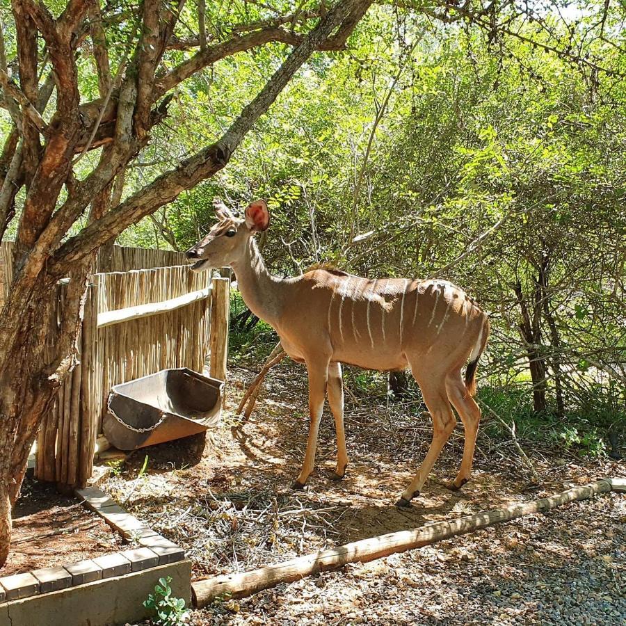 Luvivane Luxury Villa & Cottage Marloth Park Exterior photo